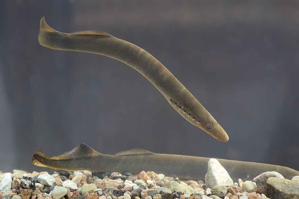 River Lamprey
