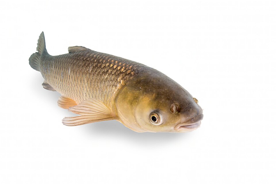 Grass Carp
