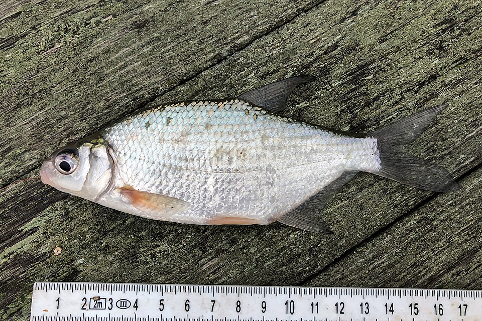 Silver Bream