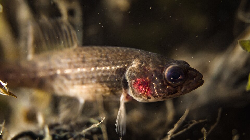 European Mudminnow