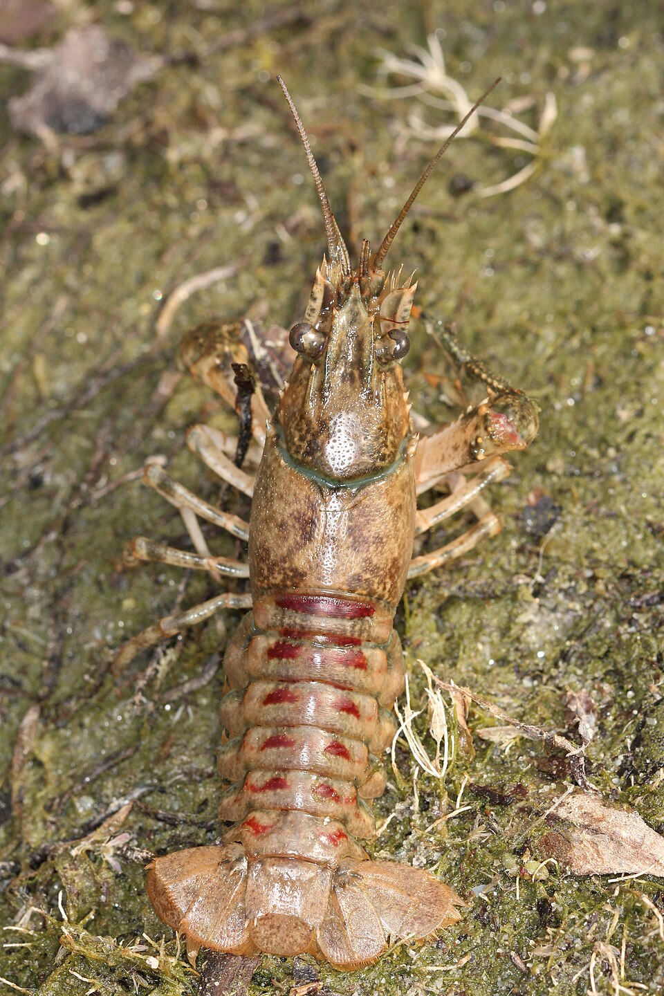 Spiny-cheek Crayfish