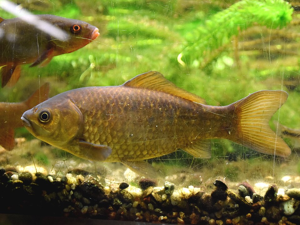 Crucian Carp