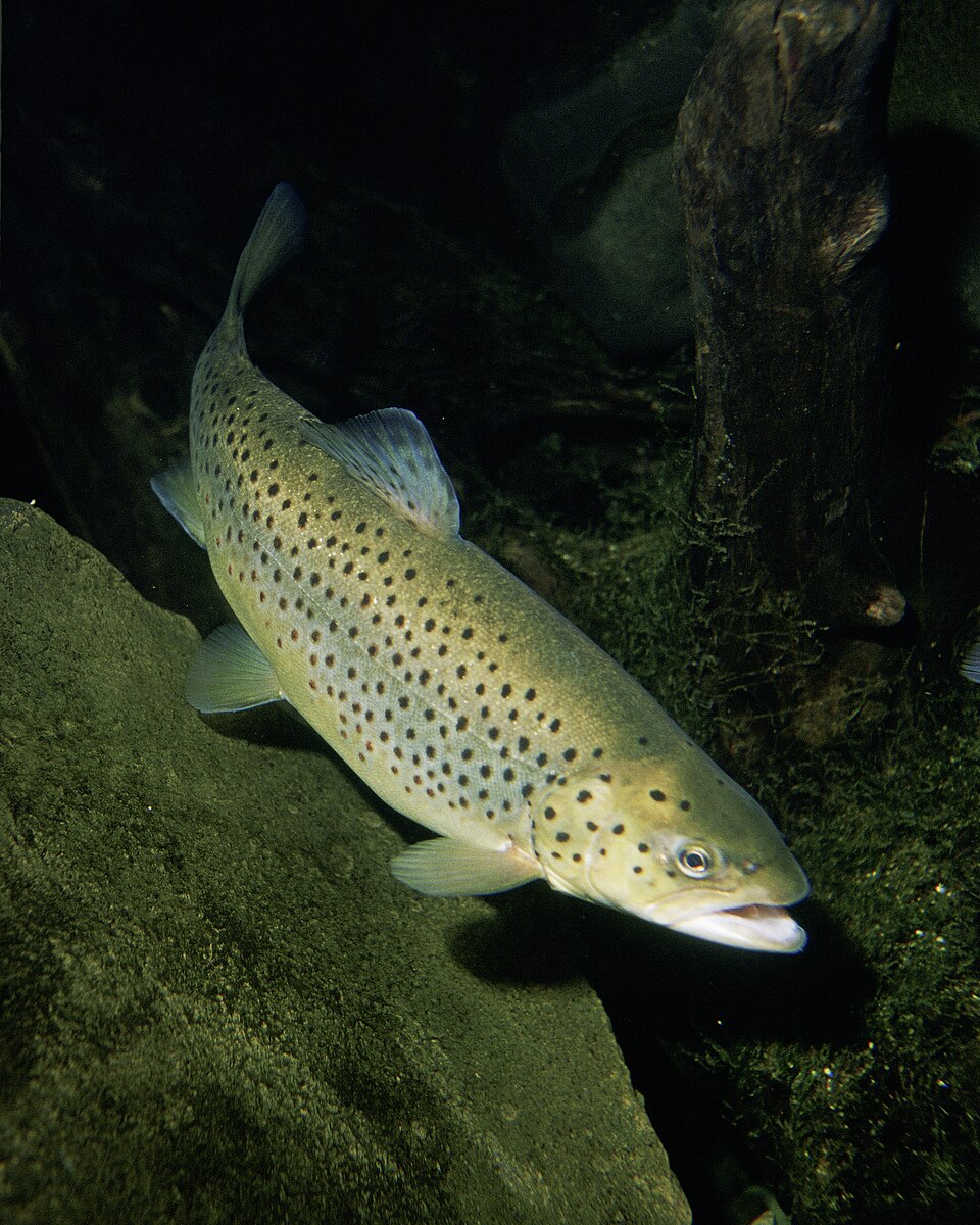Sea Trout