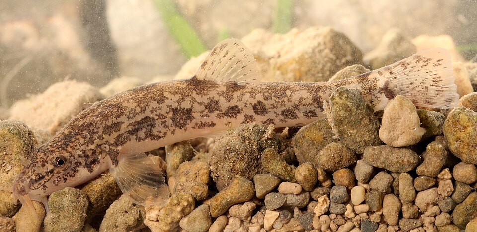 Stone Loach