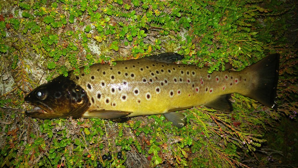 Lake Trout