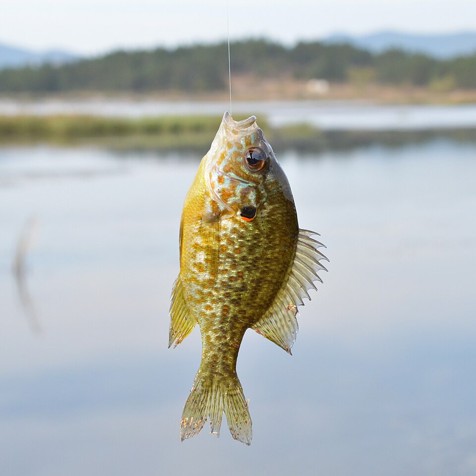 Pumpkinseed