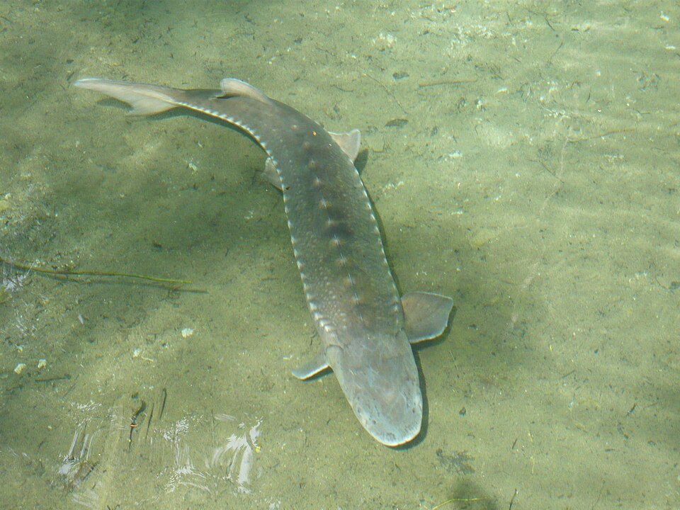 European Sea Sturgeon