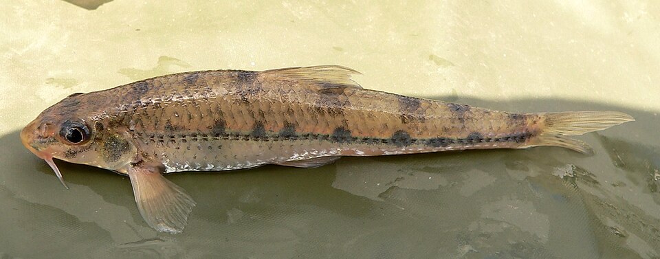 Whitefin Gudgeon