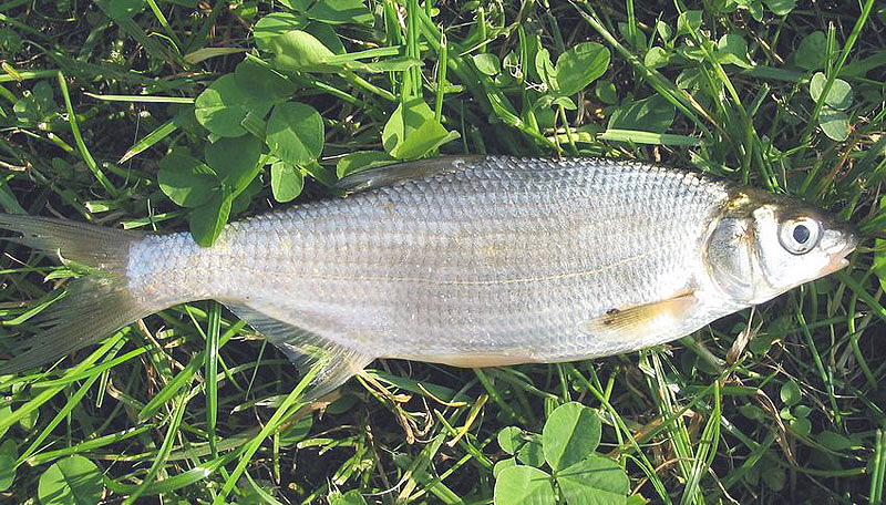 Vimba Bream