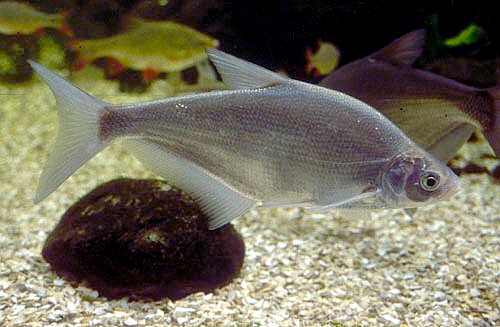 Blue Bream